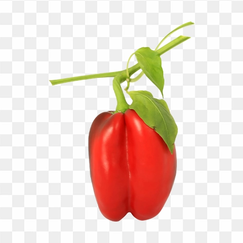 free png of Bell pepper